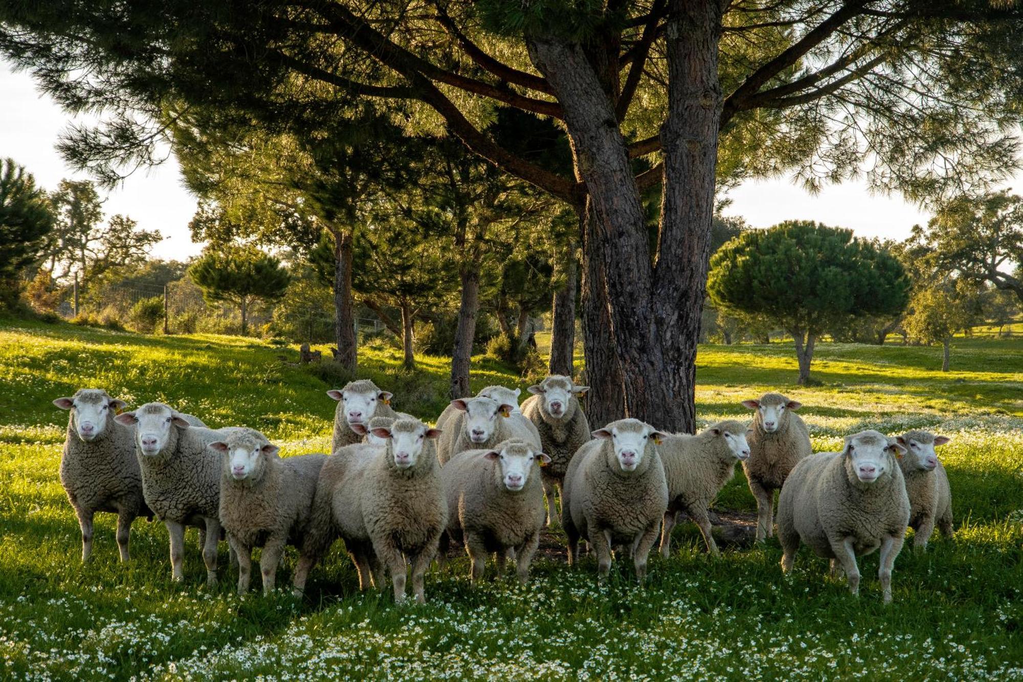 Herdade Das Barradas Da Serra Grandola Ngoại thất bức ảnh