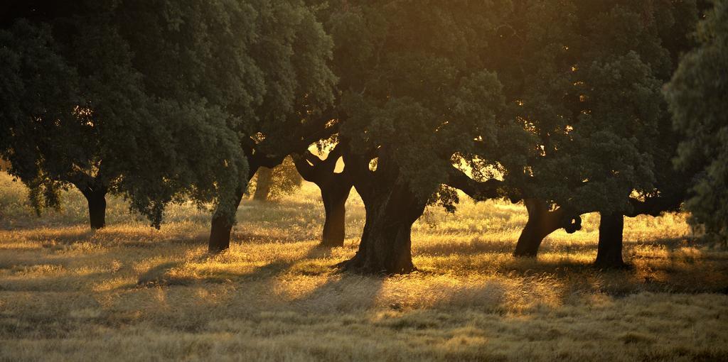 Herdade Das Barradas Da Serra Grandola Ngoại thất bức ảnh